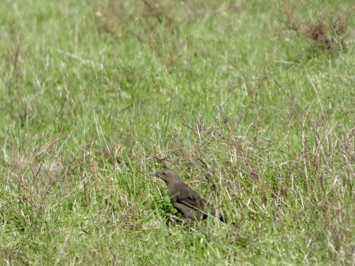 Brewer Karatavuğu - ML645433412