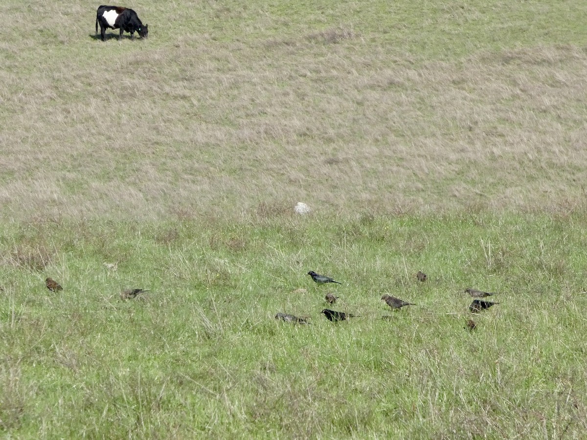 Brewer Karatavuğu - ML645433413