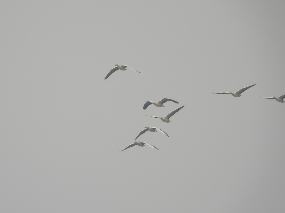 Oie à tête barrée - ML645433429