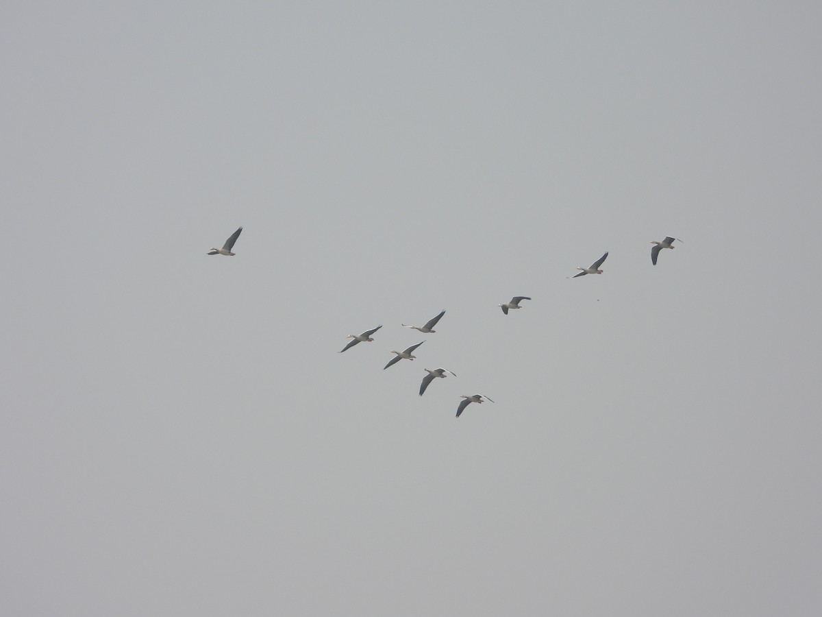 Oie à tête barrée - ML645433430