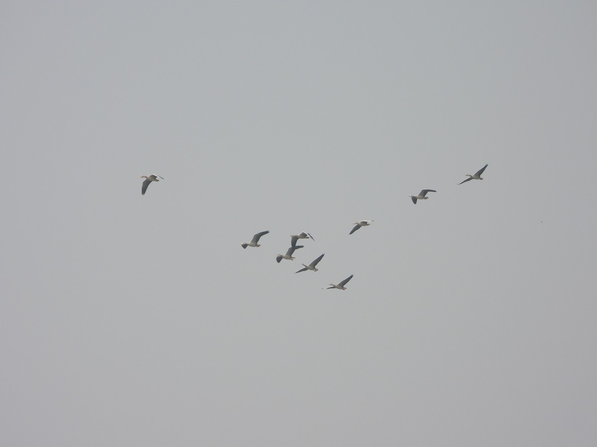 Oie à tête barrée - ML645433431