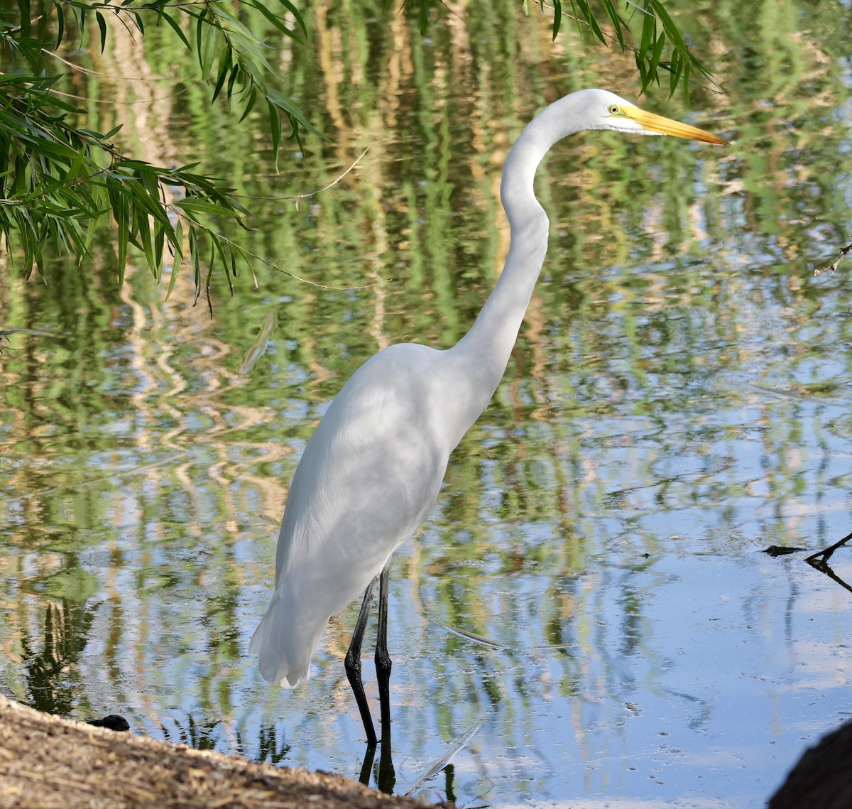 Grande Aigrette - ML645433449