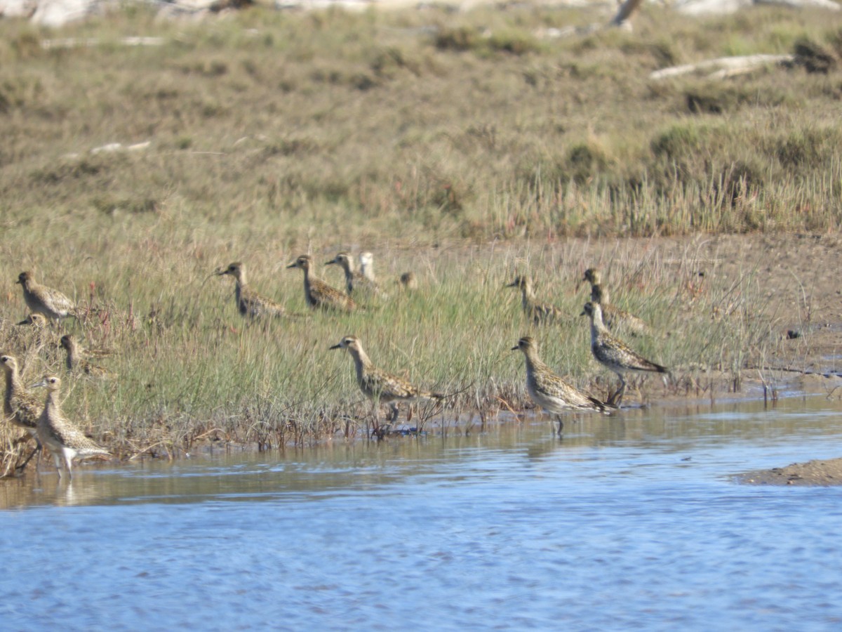 Pacific Golden-Plover - ML645433454