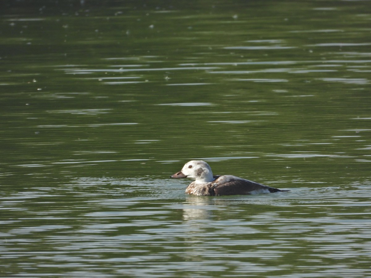 Long-tailed Duck - ML645433459