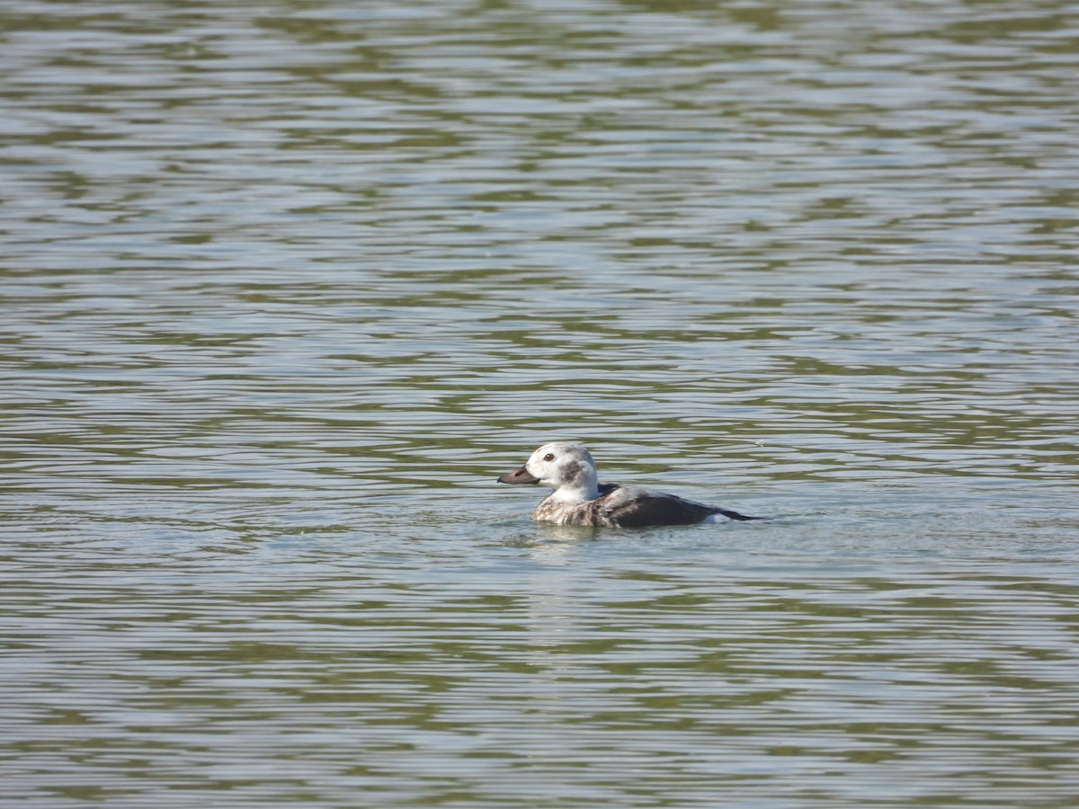 Long-tailed Duck - ML645433460