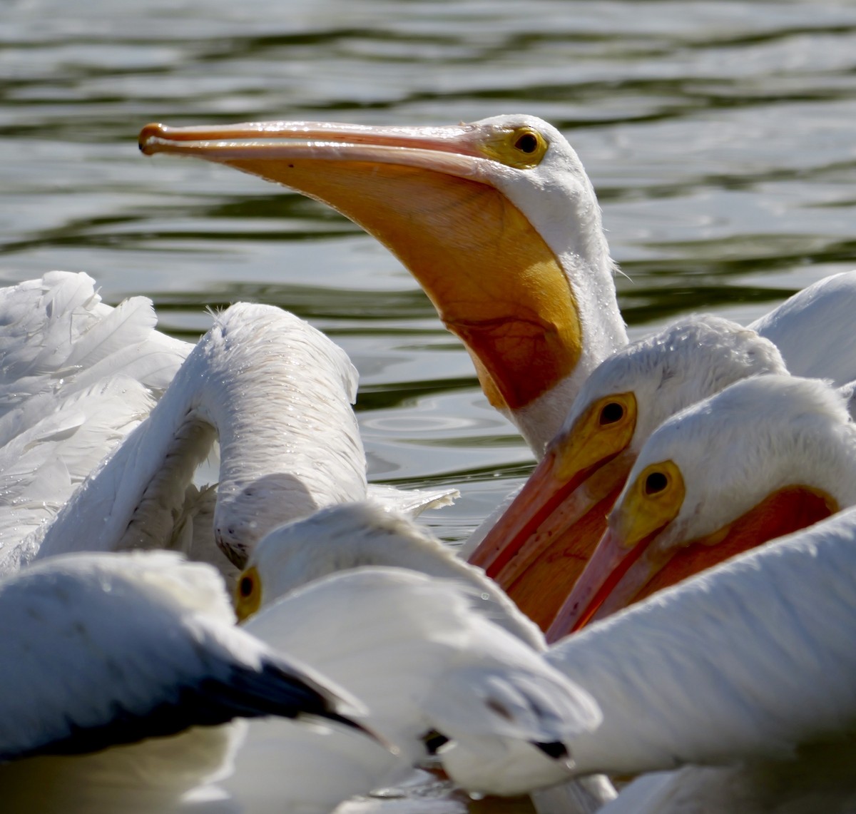 Pélican d'Amérique - ML645433463