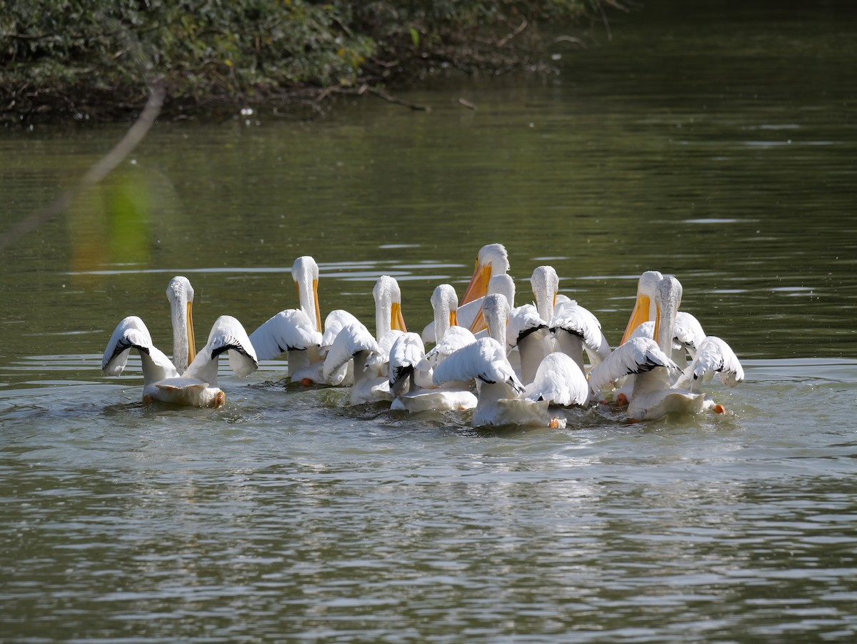 Pélican d'Amérique - ML645433464