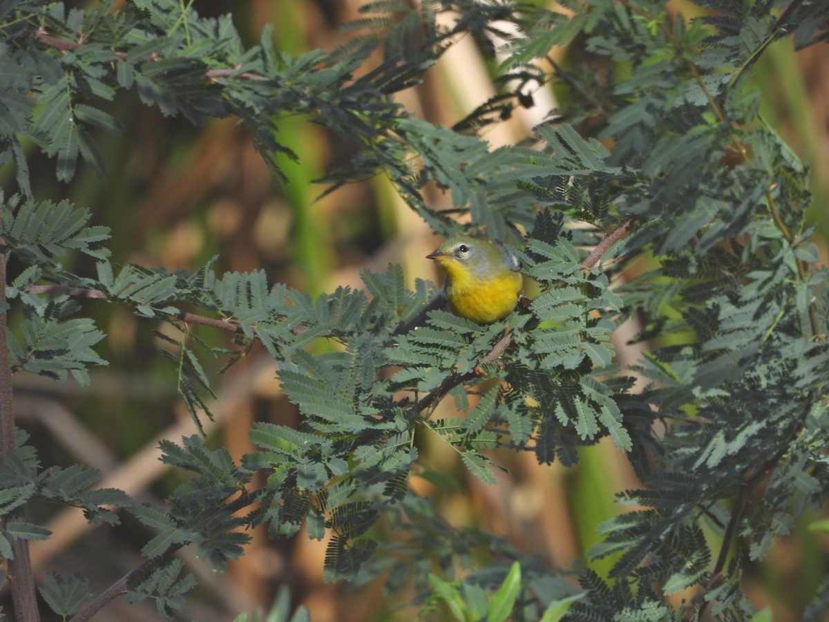 Northern Parula - ML645433468