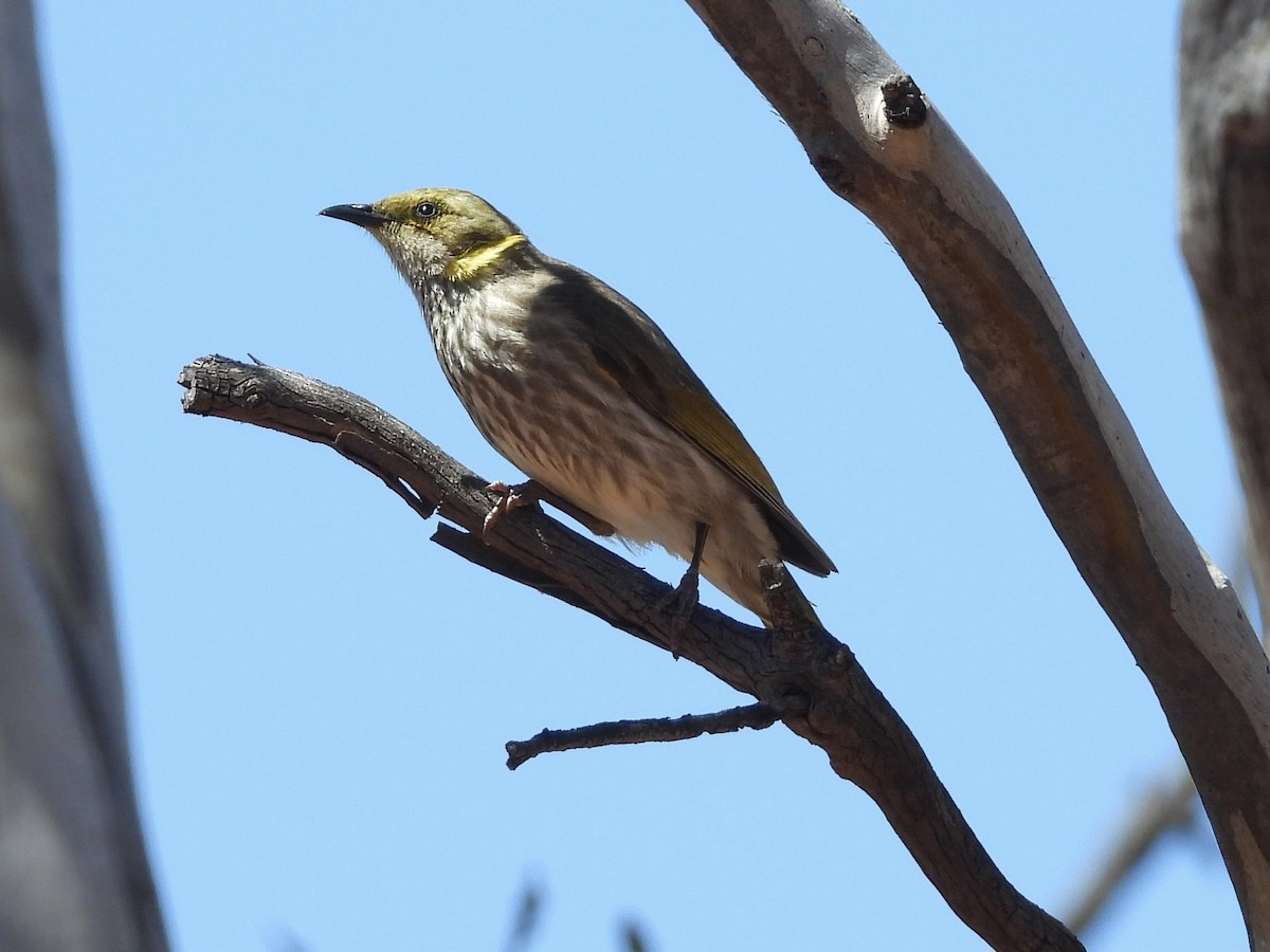 Yellow-plumed Honeyeater - ML645433475