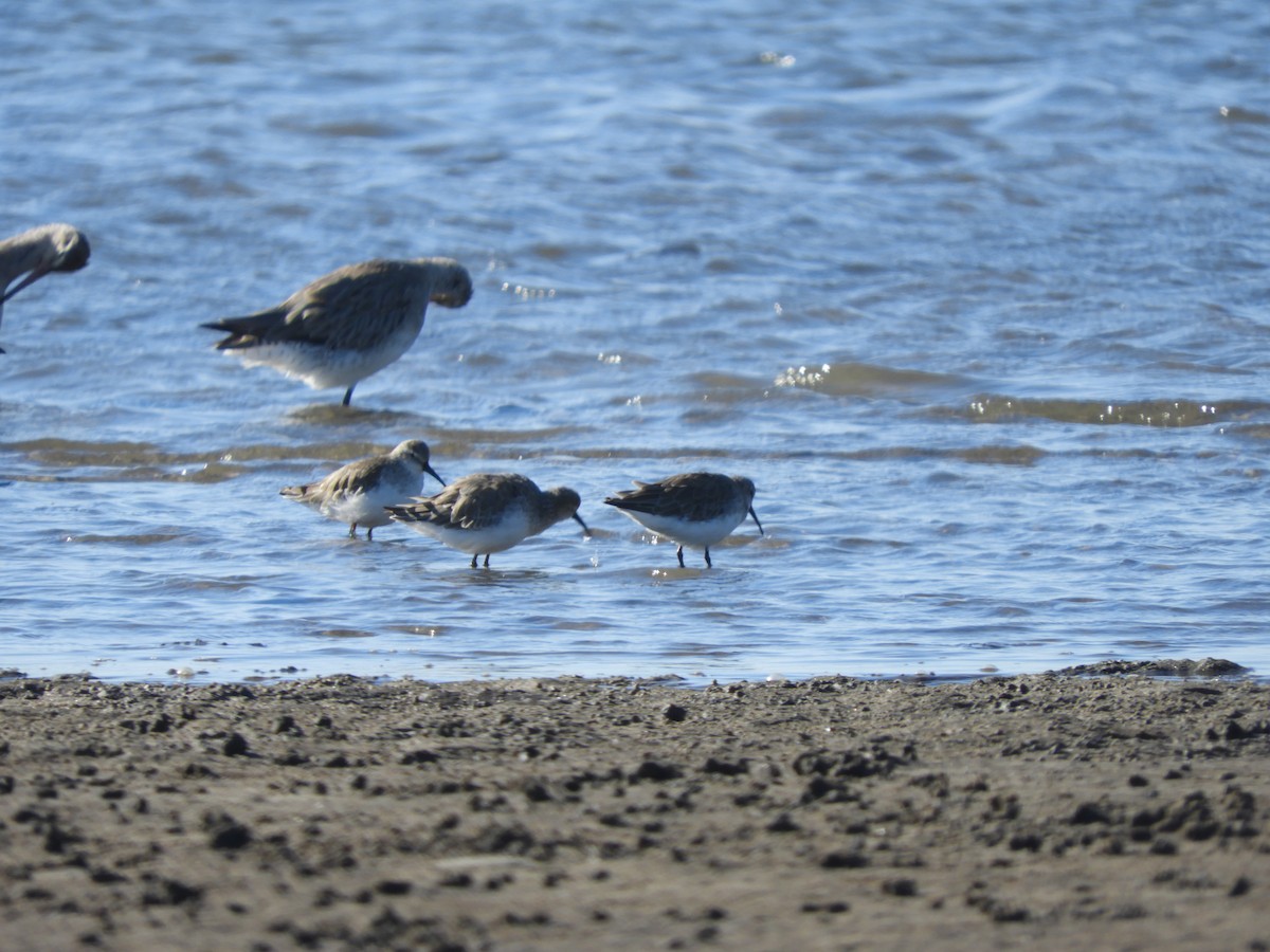 Curlew Sandpiper - ML645433477