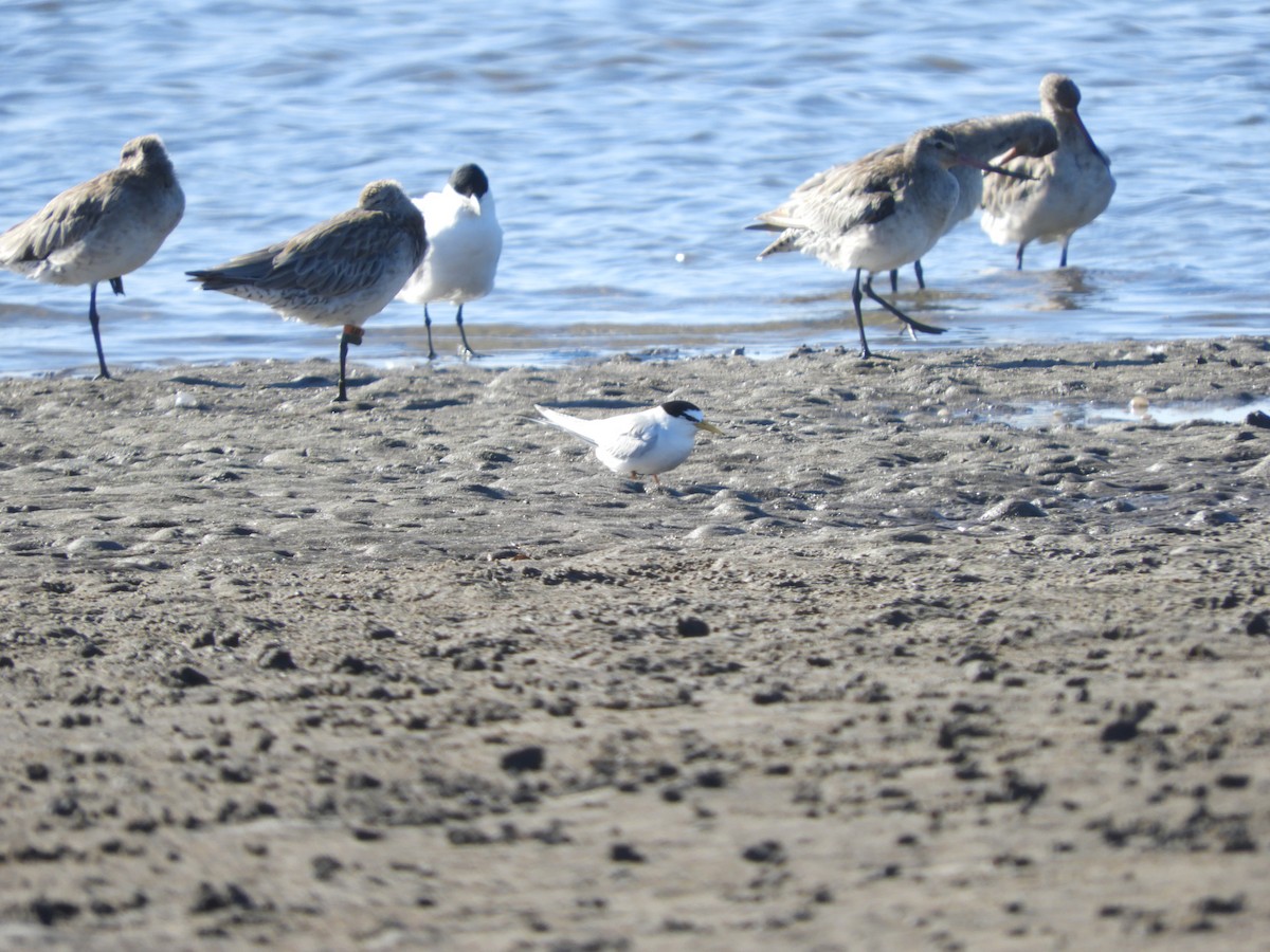 Little Tern - ML645433484