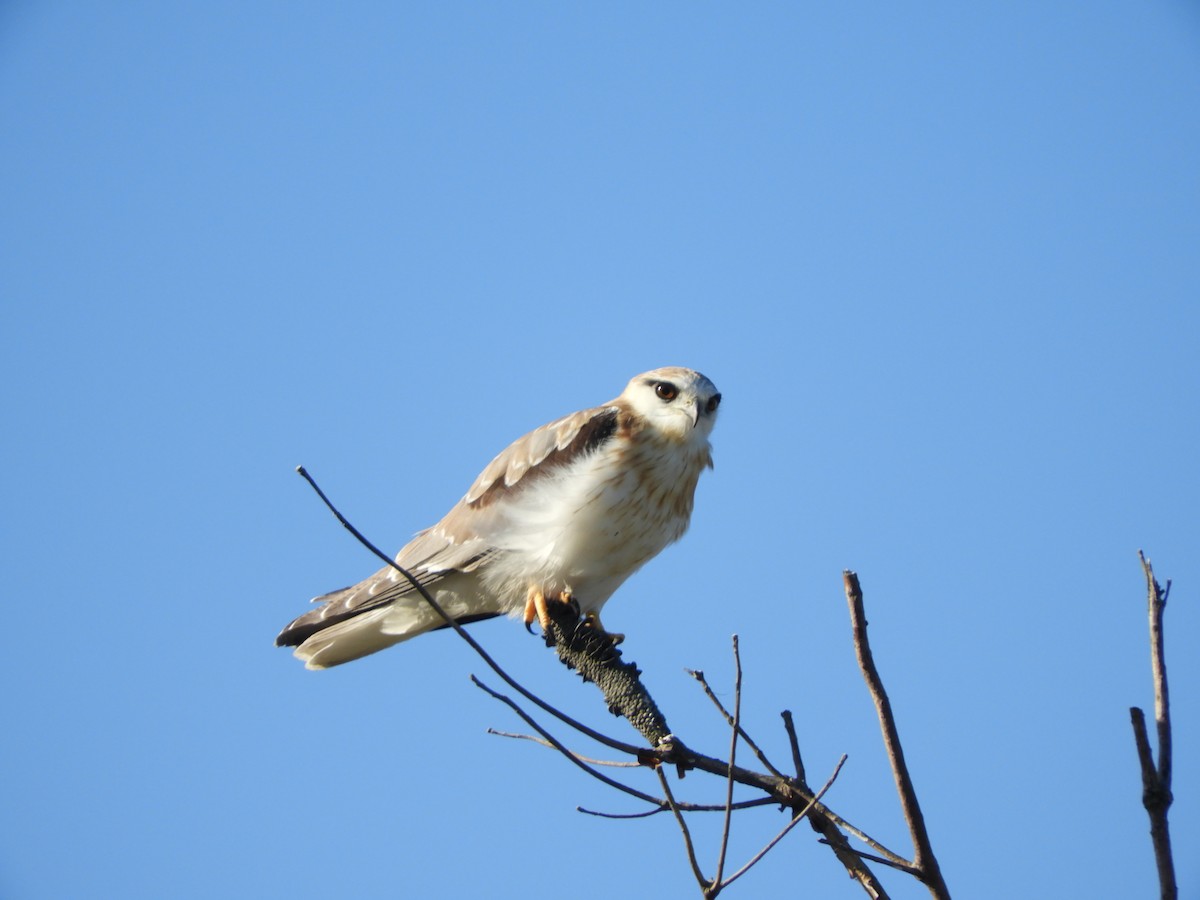 Black-shouldered Kite - ML645433495