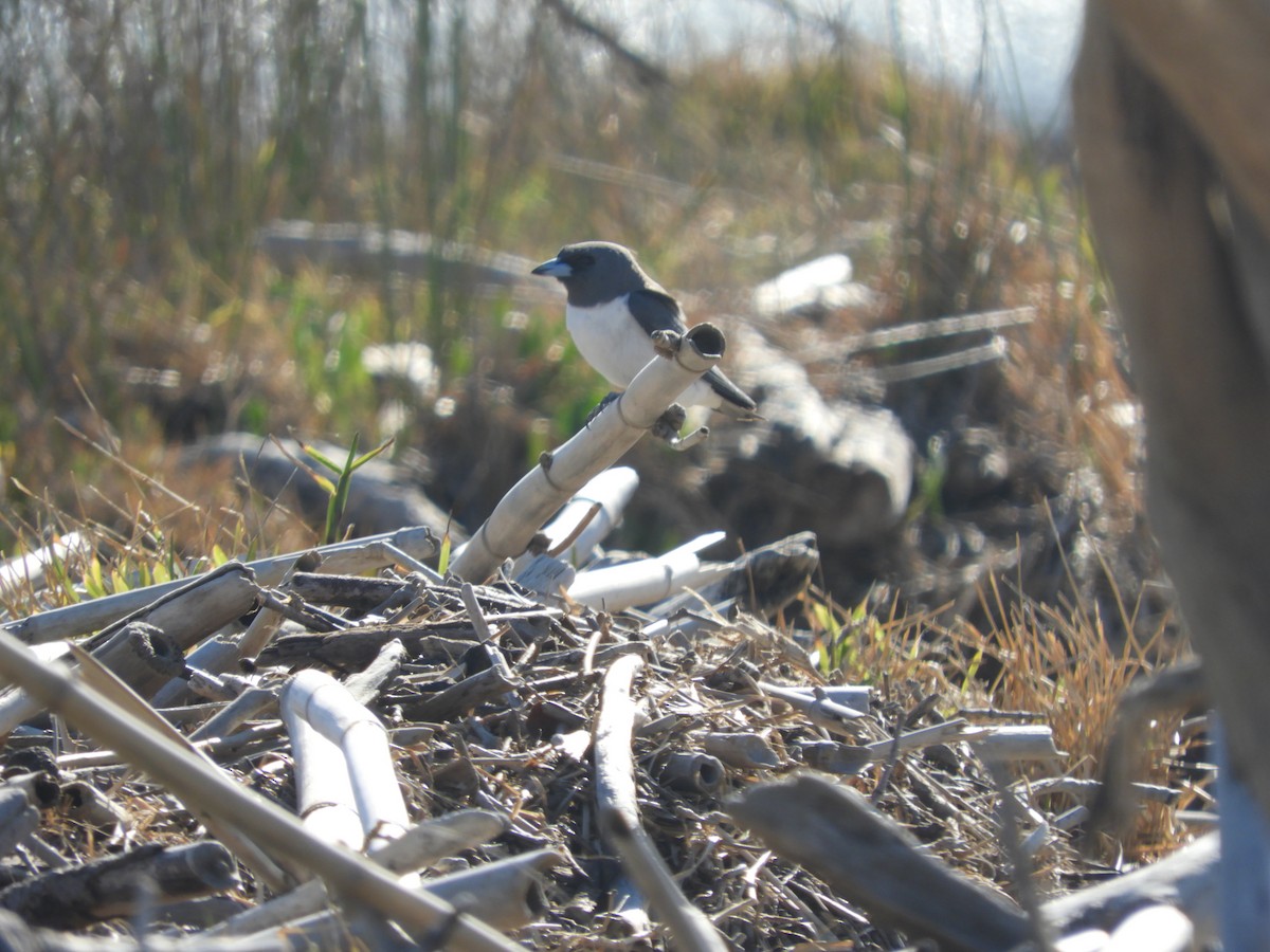 White-breasted Woodswallow - ML645433518