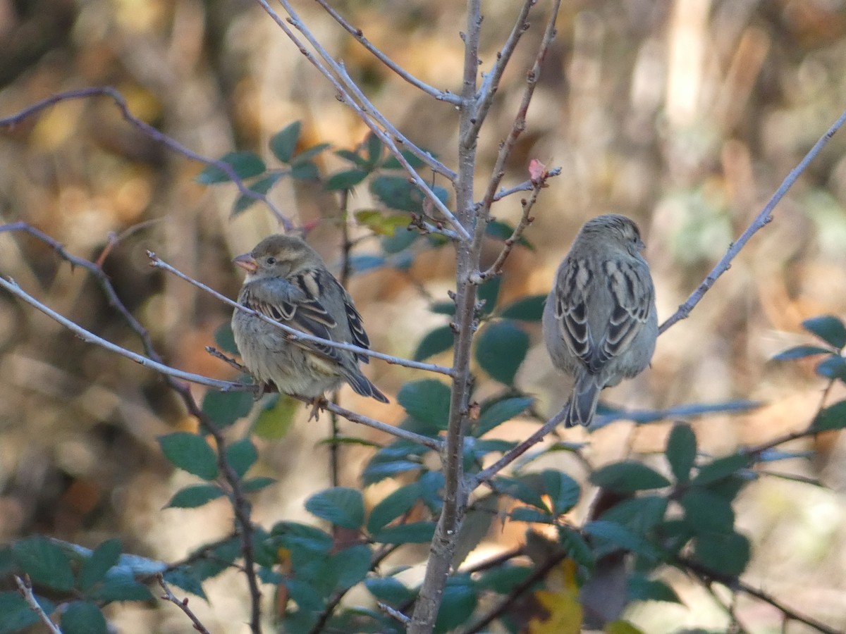 Gorrión Común - ML645433519