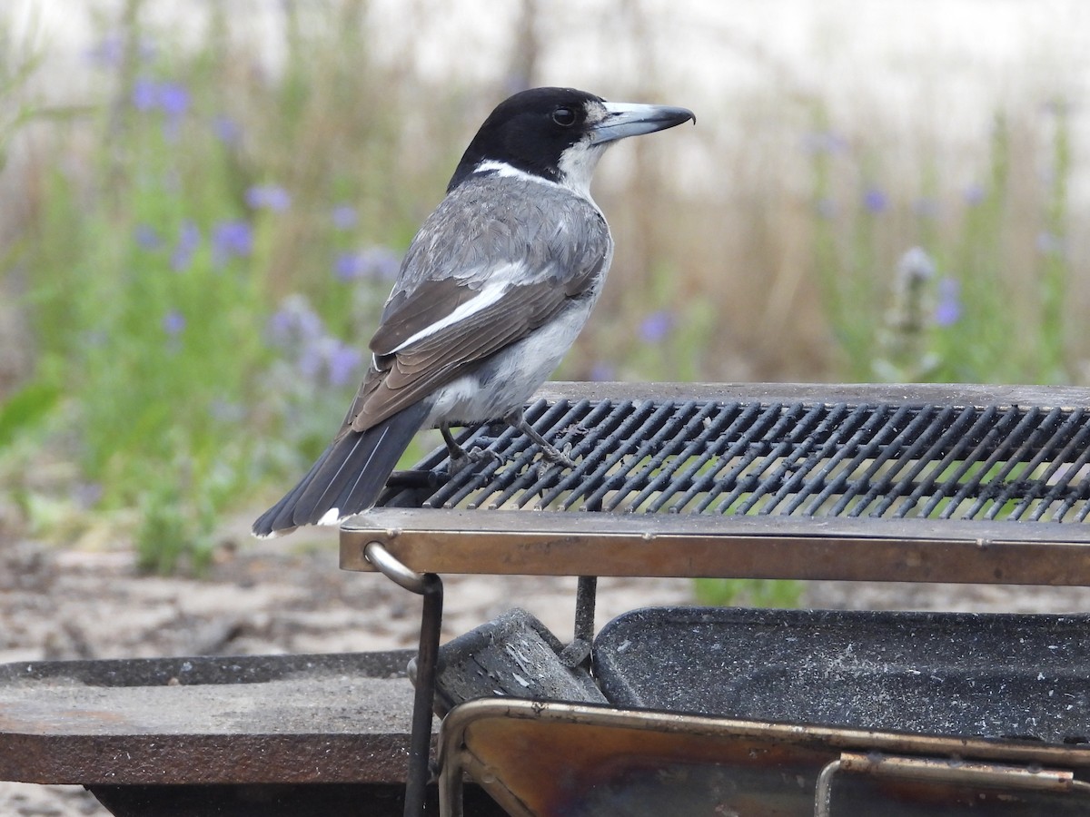Gray Butcherbird - ML645433520