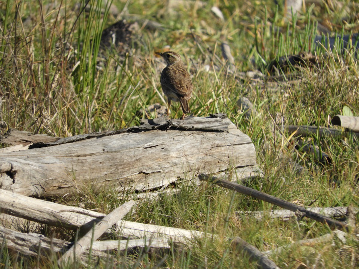 Australian Pipit - ML645433521