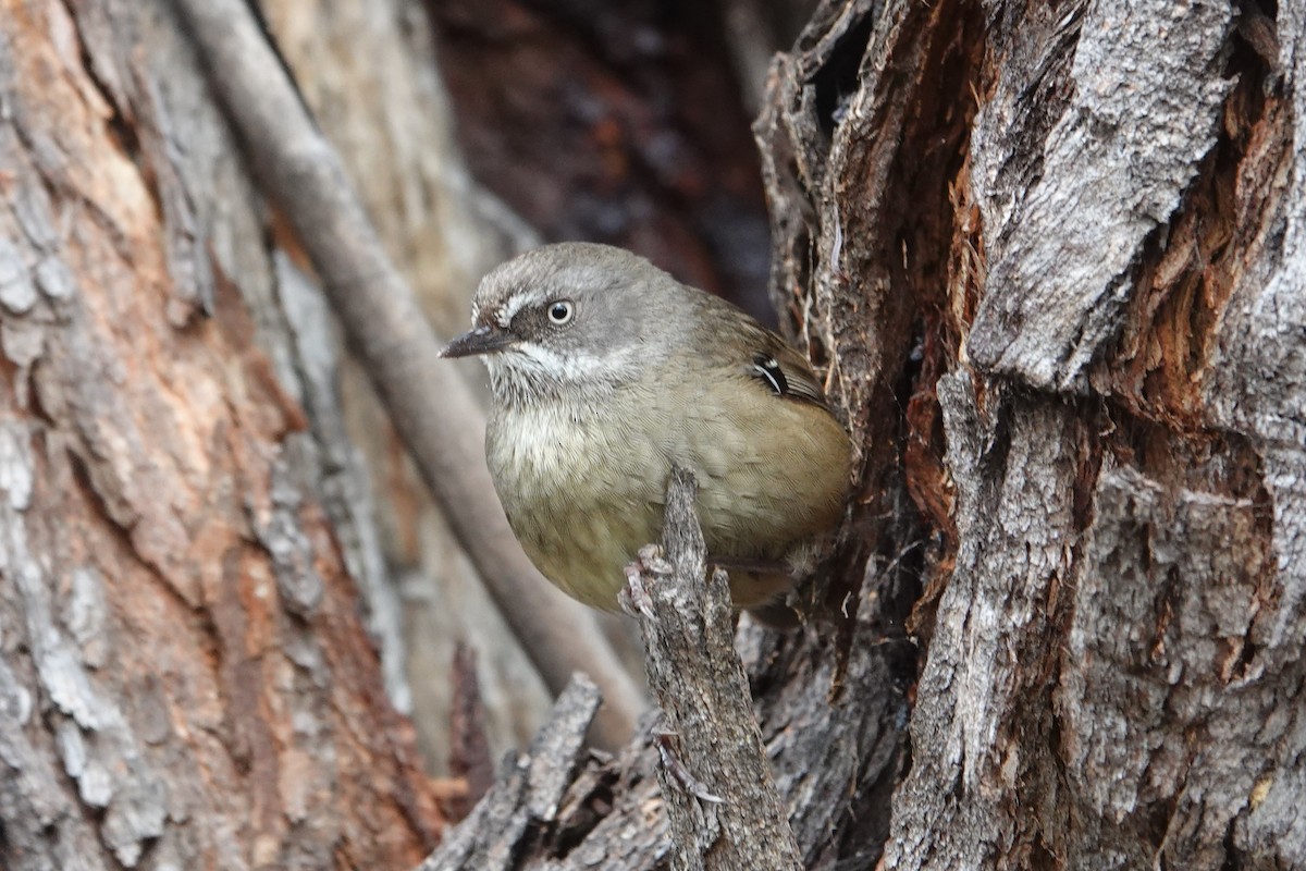 Tasmansericornis - ML645433529