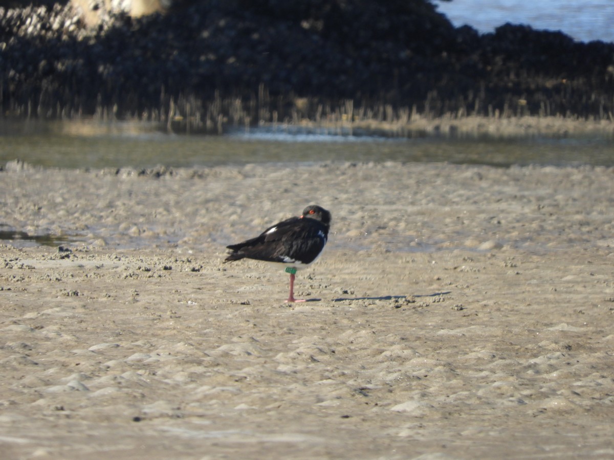 Pied Oystercatcher - ML645433530