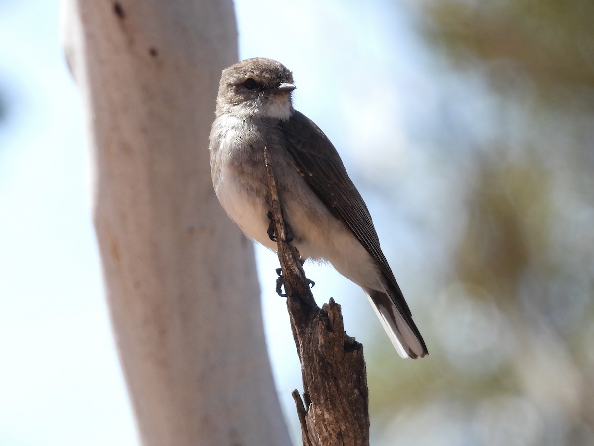 lejsčík šedohnědý - ML645433532