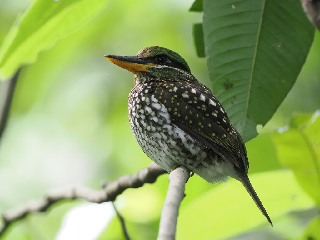 Spotted Kingfisher - ML645433537