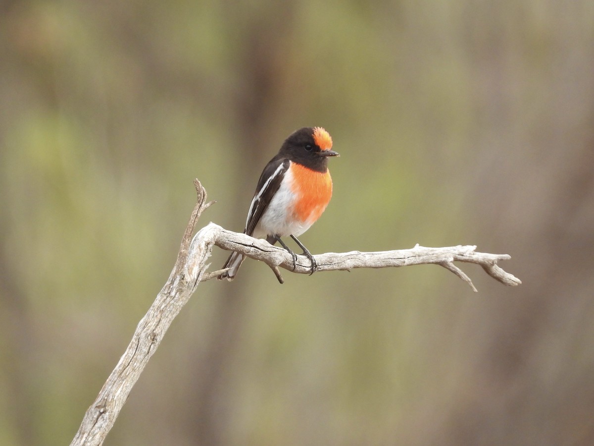 Red-capped Robin - ML645433544