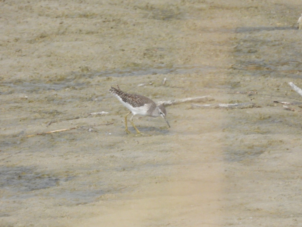 vodouš bahenní - ML645433552