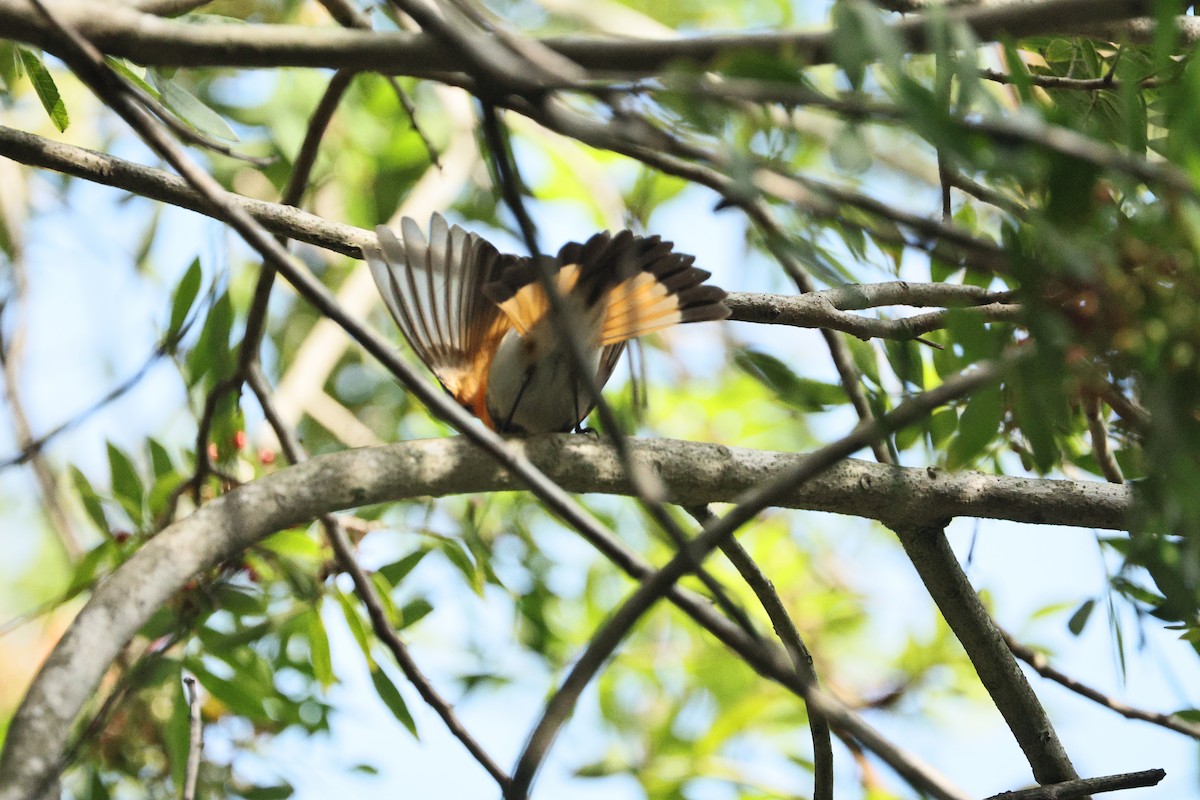 American Redstart - ML645433562