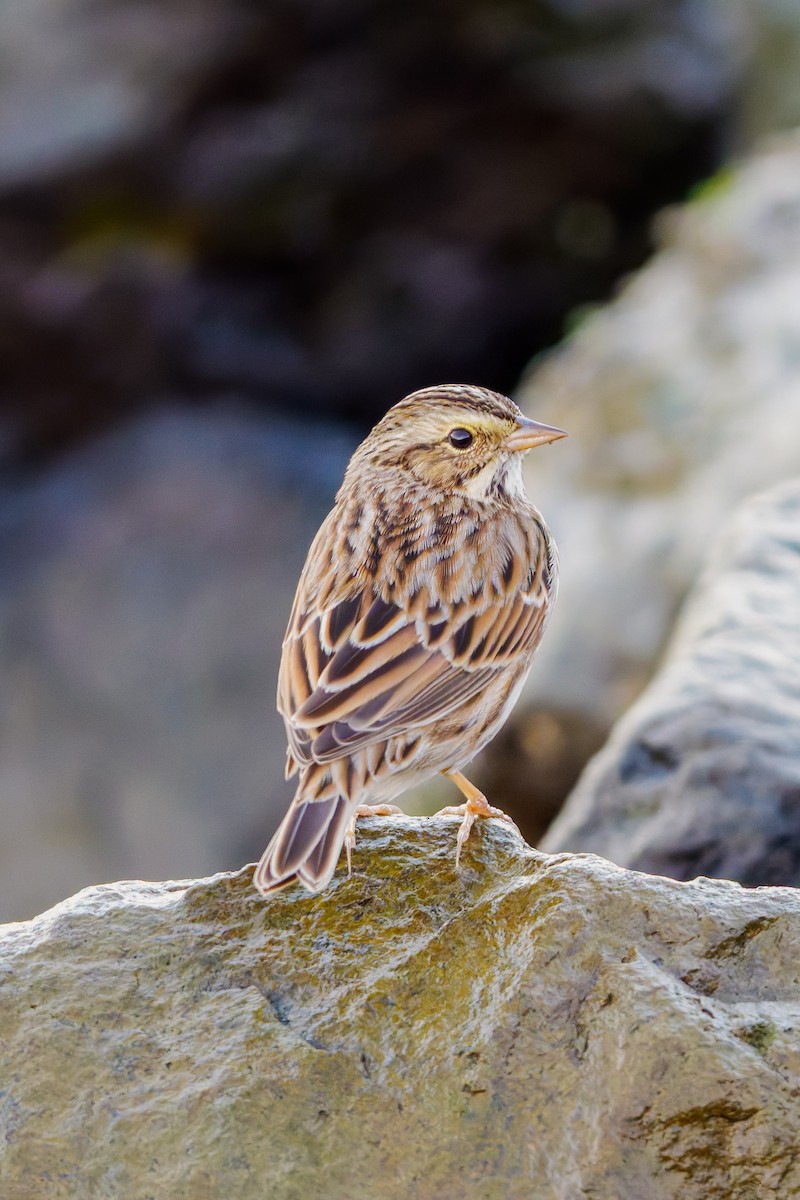 Пасовник савановий - ML645433566