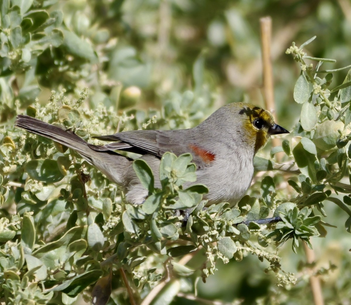 Auripare verdin - ML645433578