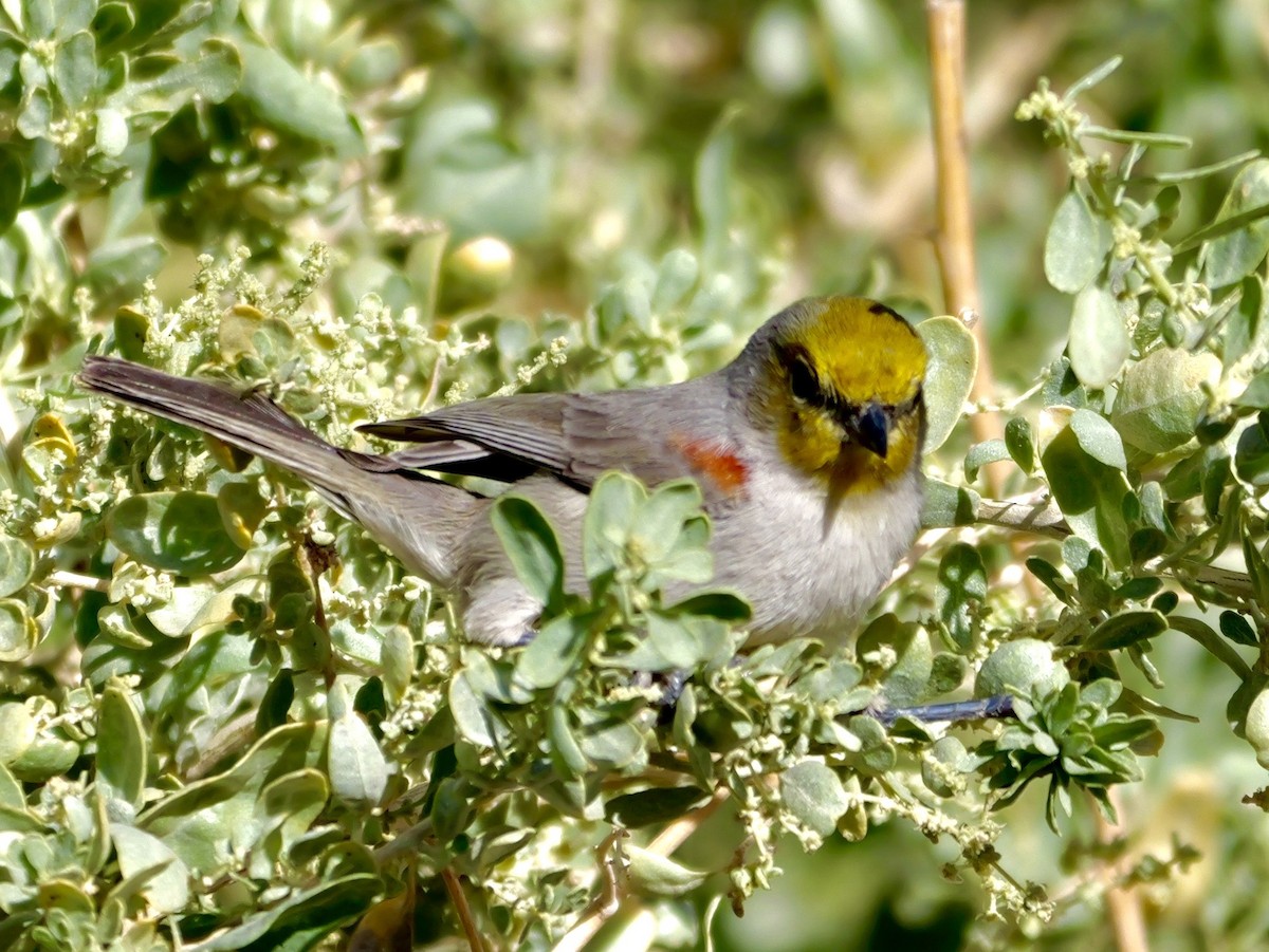 Auripare verdin - ML645433579