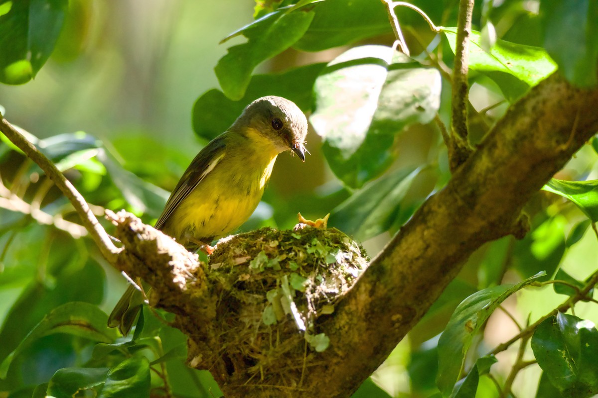 Doğulu Sarı Bülbül - ML645433581