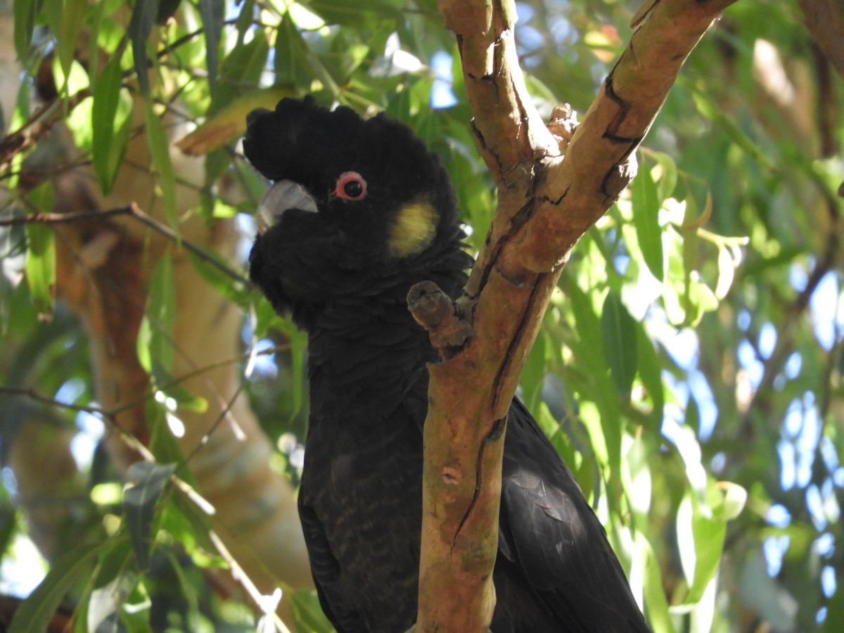 Yellow-tailed Black-Cockatoo - ML645433583