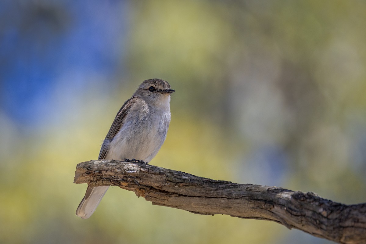 lejsčík šedohnědý - ML645433584