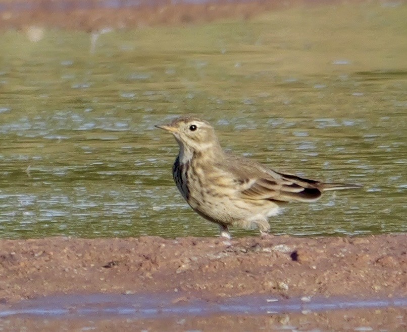 Pipit d'Amérique - ML645433586