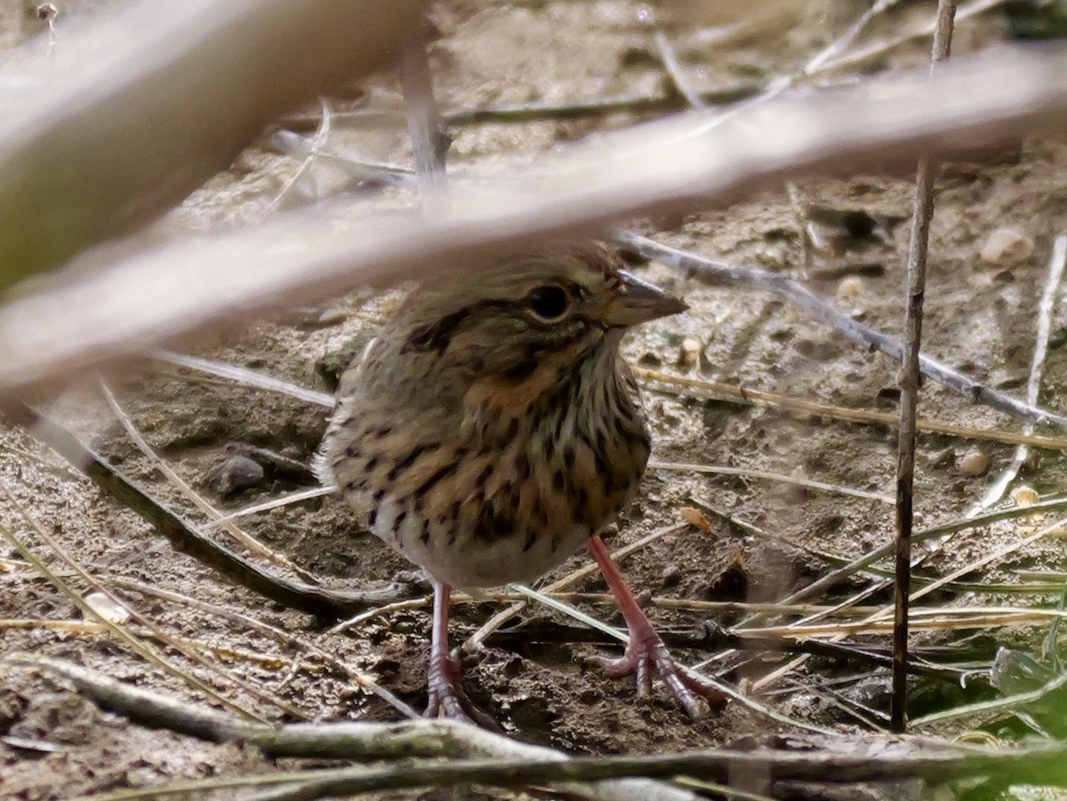 strnadec pruhohlavý - ML645433591