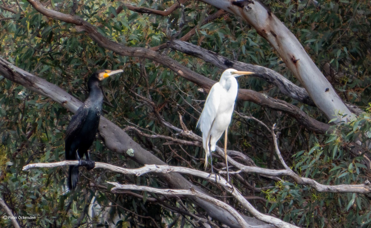 鸕鷀 - ML645433594