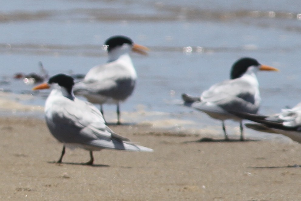 Lesser Crested Tern - ML645433600