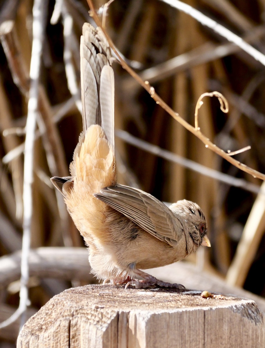 Tohi d'Abert - ML645433602