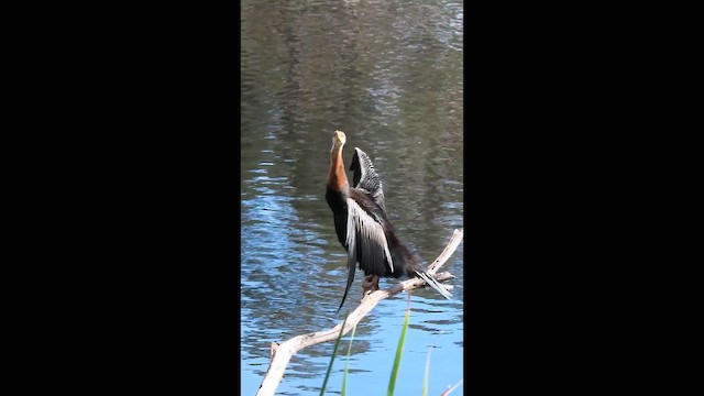 Australasian Darter - ML645433606