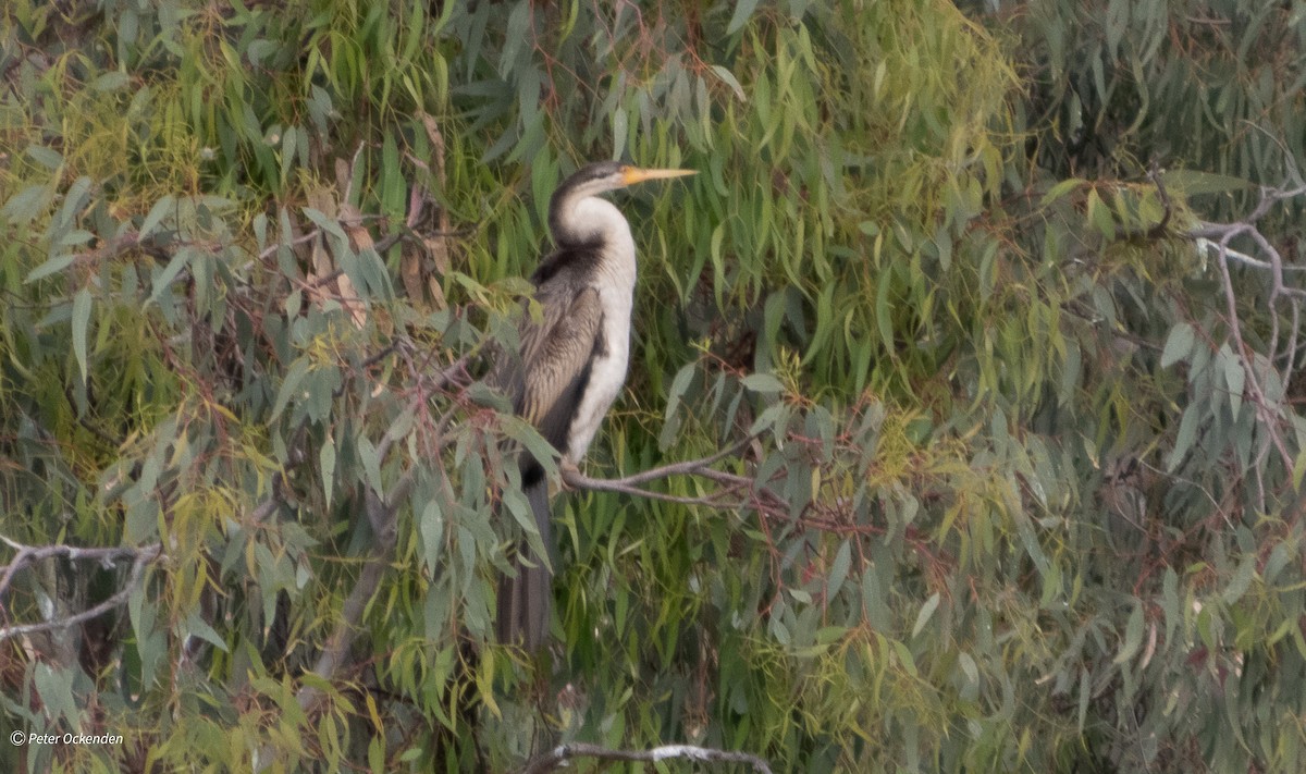 Australasian Darter - ML645433607