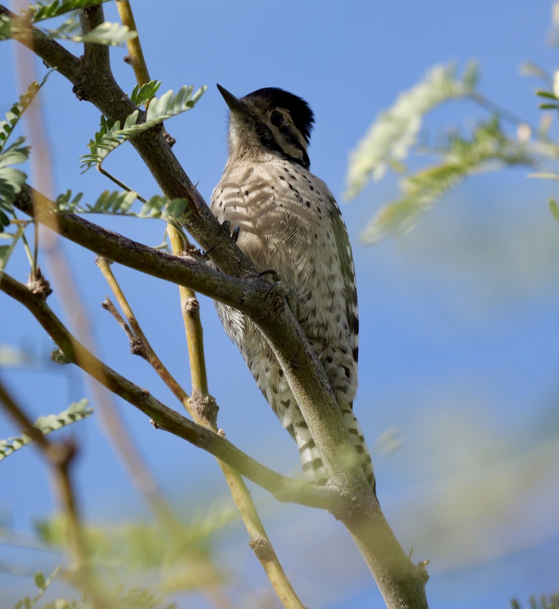 Pic arlequin - ML645433608