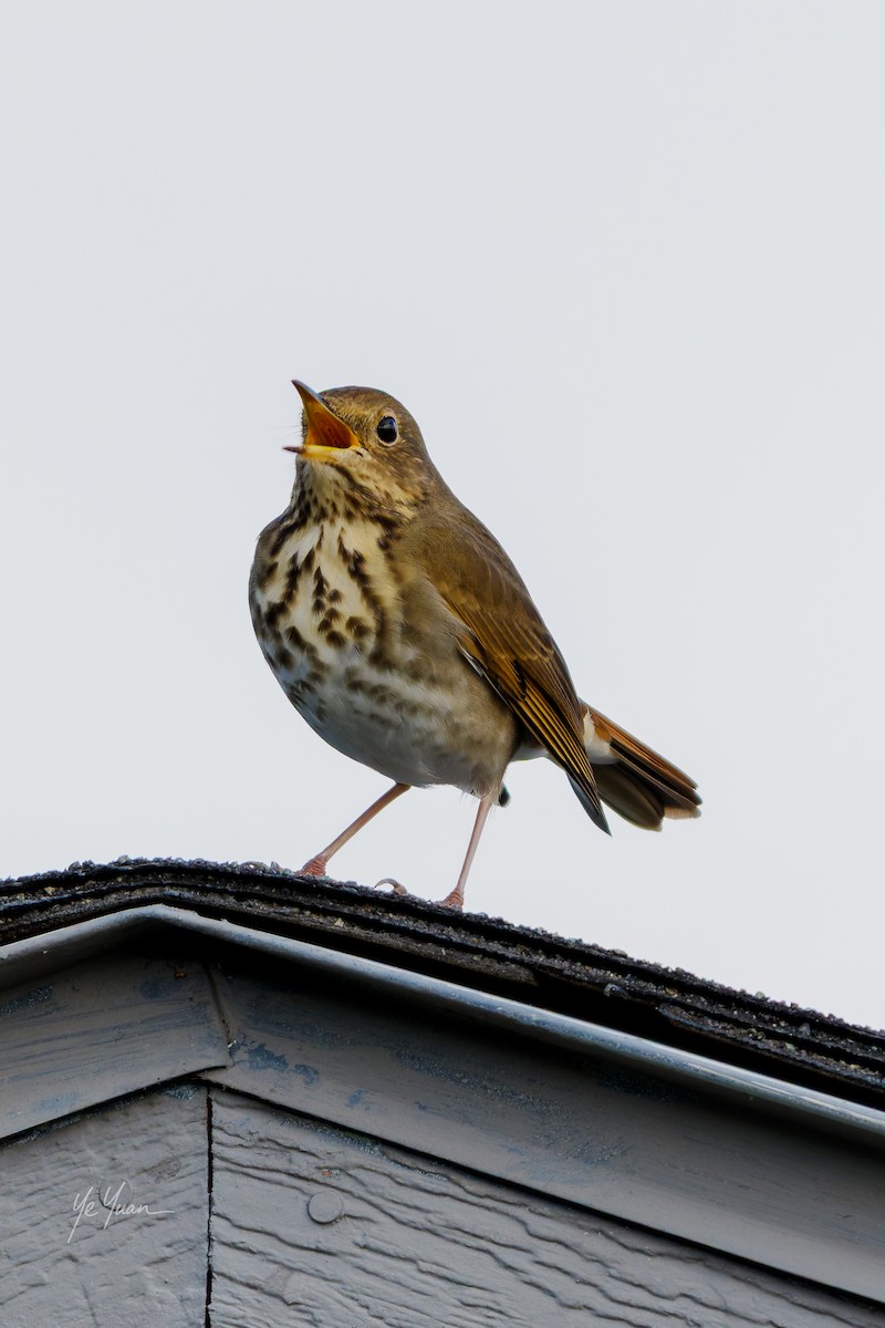 קיכלי חלוד-זנב - ML645433609