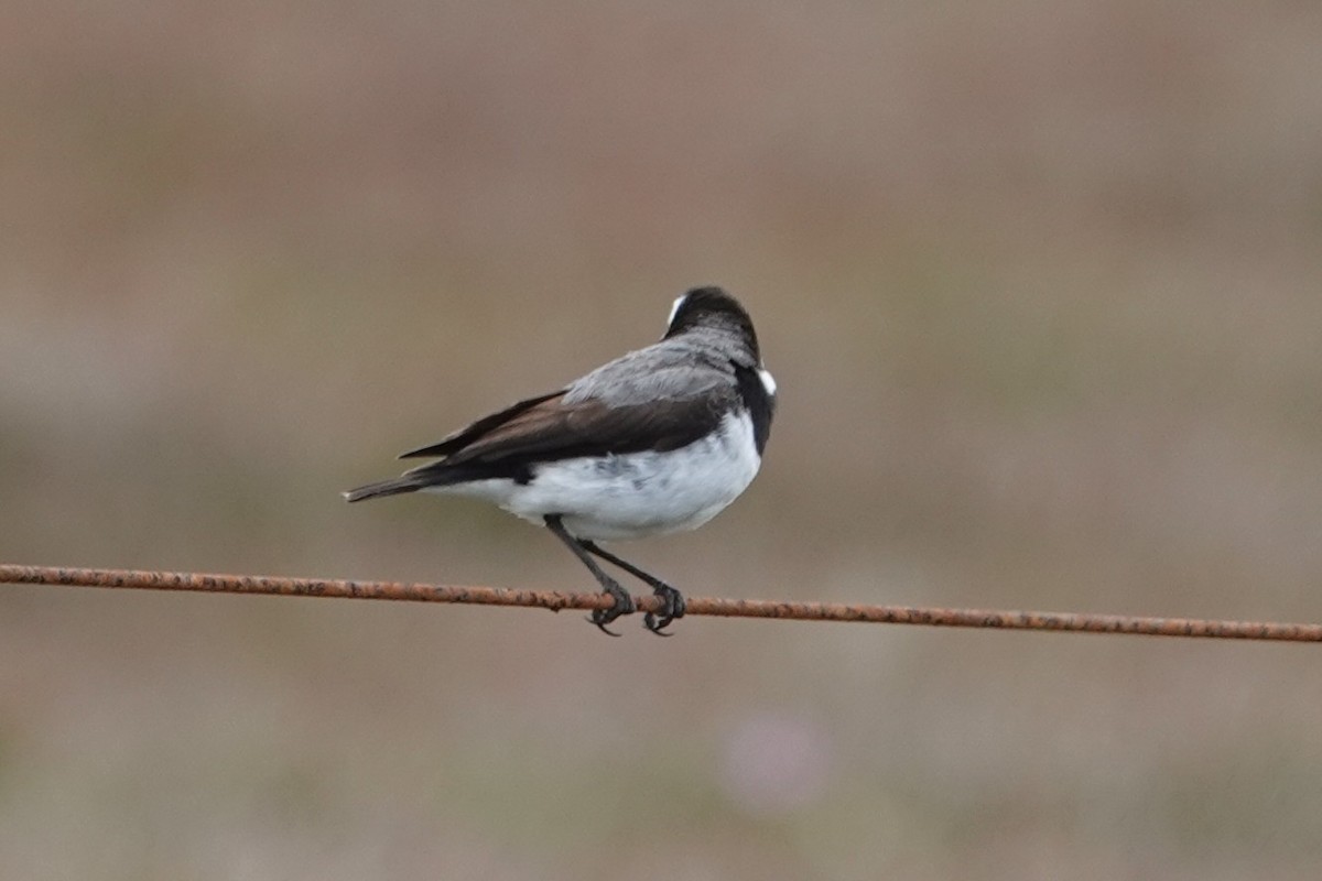 White-fronted Chat - ML645433611