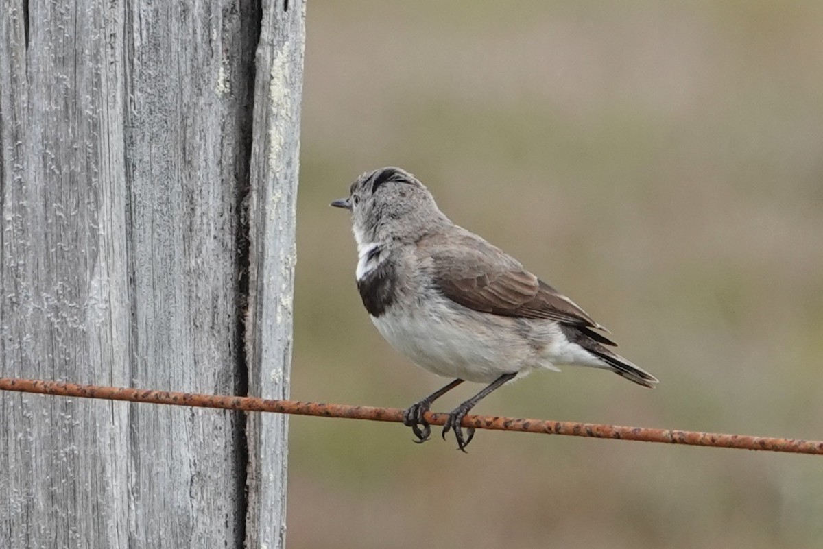 White-fronted Chat - ML645433612