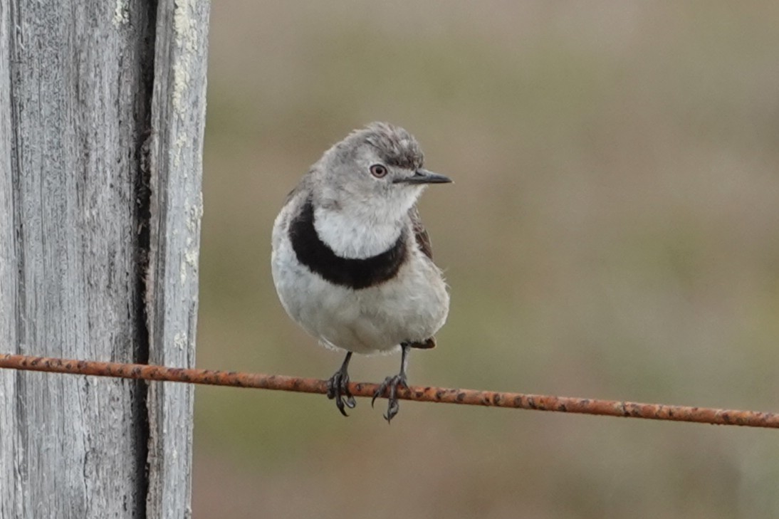 White-fronted Chat - ML645433613