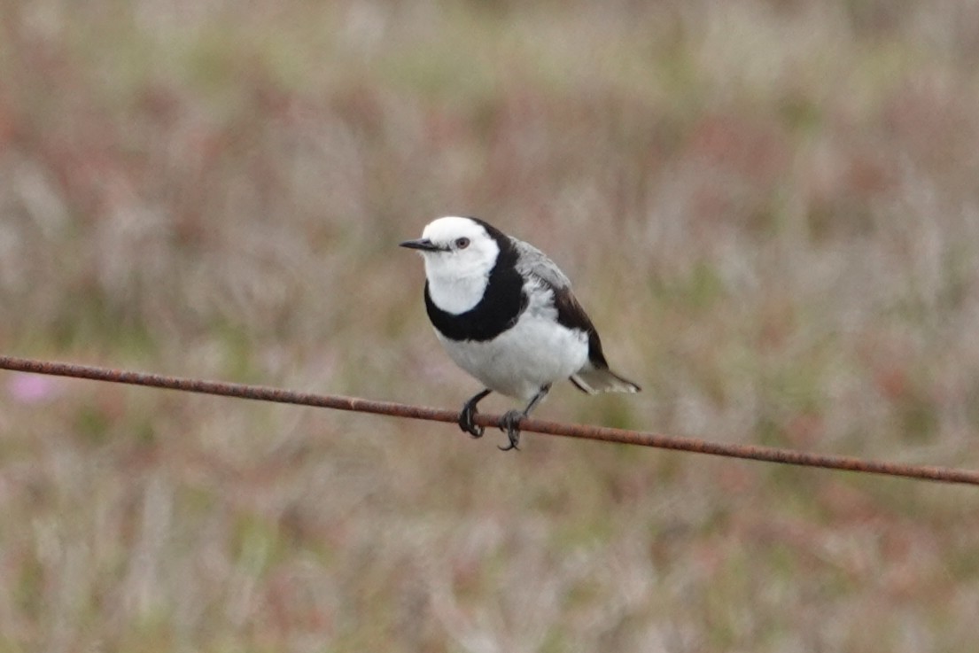 White-fronted Chat - ML645433614