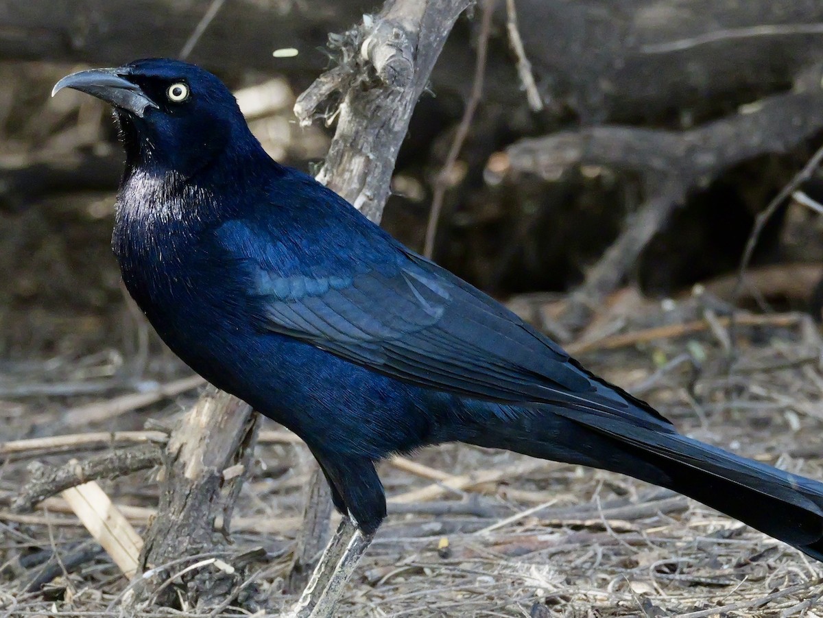 Quiscale à longue queue - ML645433617