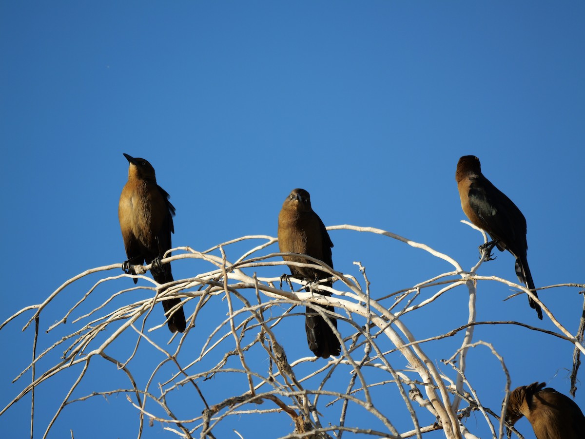 Quiscale à longue queue - ML645433618
