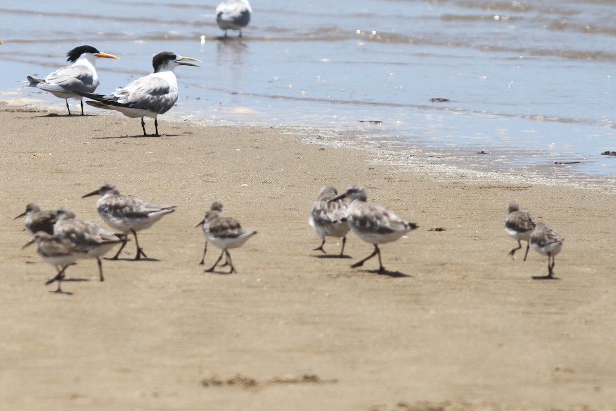 Great Knot - ML645433620