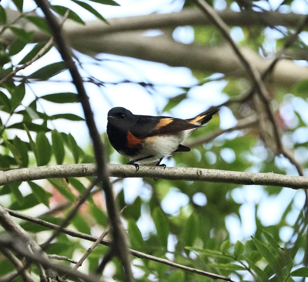 American Redstart - ML645433621
